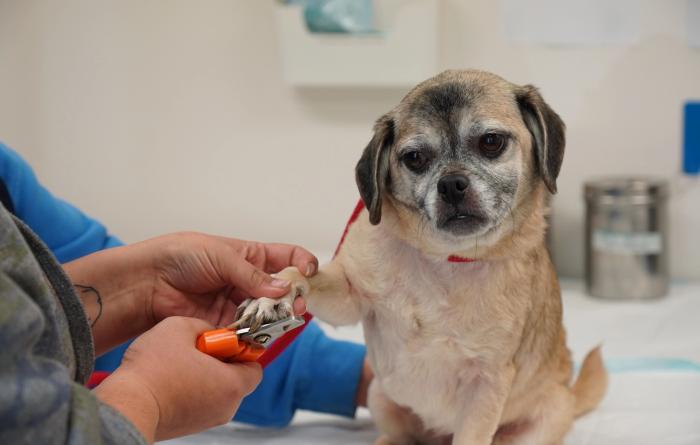 Small, older brown dog getting his nails clipped