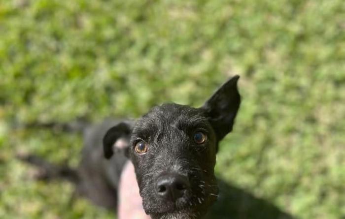 Tadpole the dog sitting on green grass and looking up