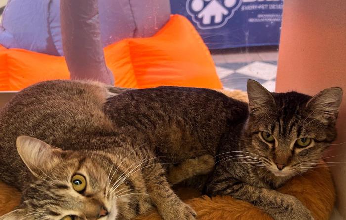 Suki and Molly, two brown tabby cats with plates of food in front of them