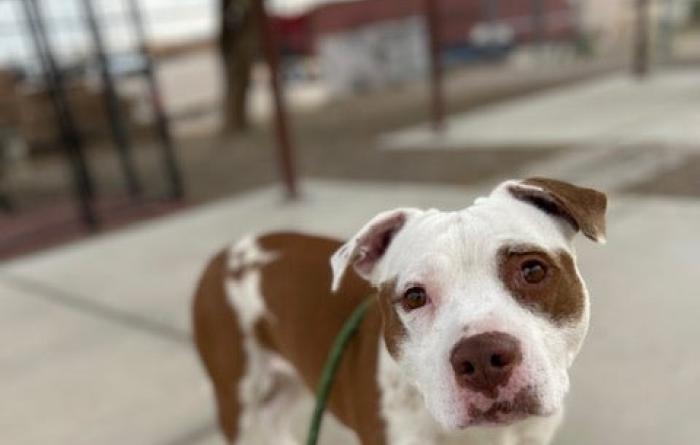 Brown and white pit bull type dog outside on a leash