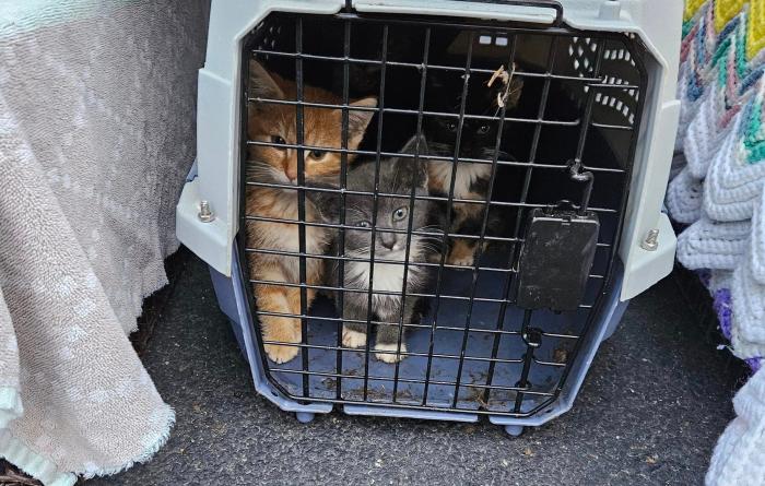 Three kittens in a kennel