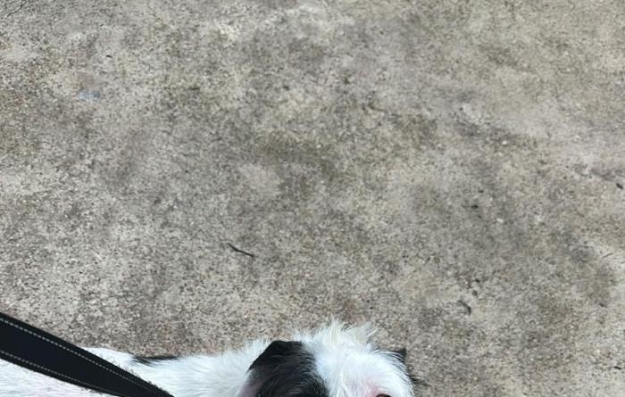 Rexie the dog smiling while outside on a walk on a leash