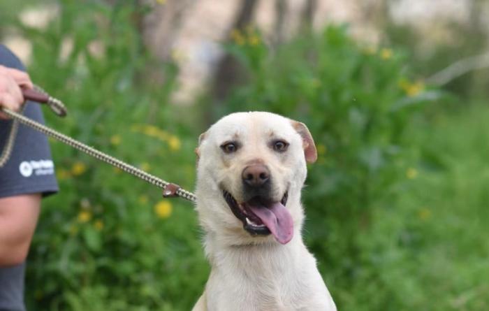Labrador type dog with tongue sticking out and front paw raised outside on a leash