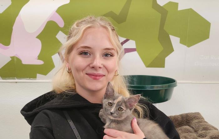 Person holding a dilute calico kitten