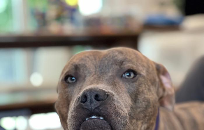 Logan the pit-bull-type dog