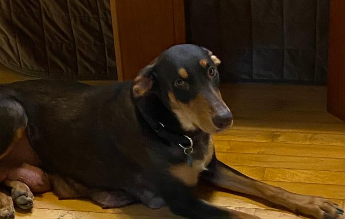 Maddie the dog lying on a wooden floor