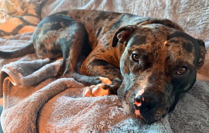 Tanner the dog lying on a blanket-covered couch