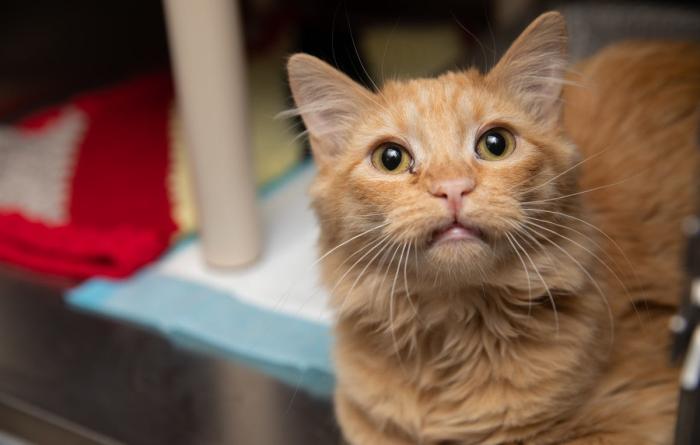 Orange tabby cat in a kennel