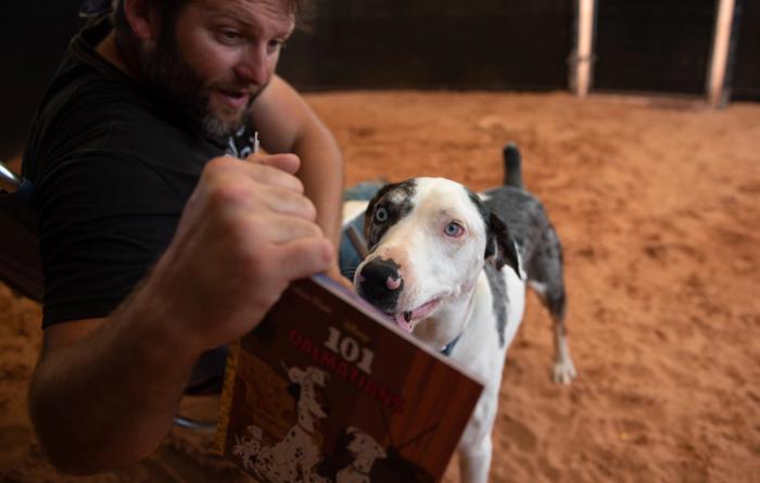 Frankie the dog looking at the "101 Dalmatians" book being read to him