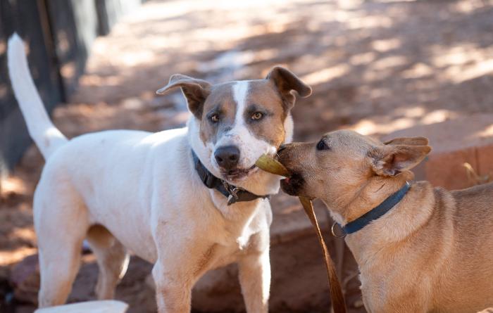 Jules and Lannister the dogs both with the same leash in their mouths