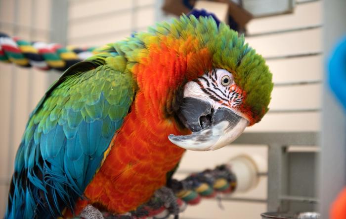 Parrot with red, green, and blue feathers perched on a rope