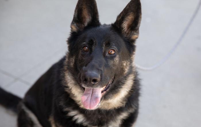 Shepherd type dog with mouth open smiling and tongue out