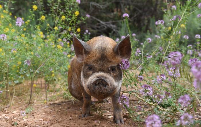 Karen the kunekune pig outside beside some flowers