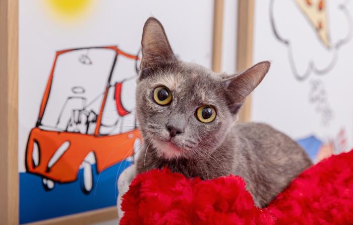 Dilute calico cat on a red blanket with a drawing of a vehicle behind her