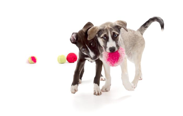 Two puppies playing with a pink toy