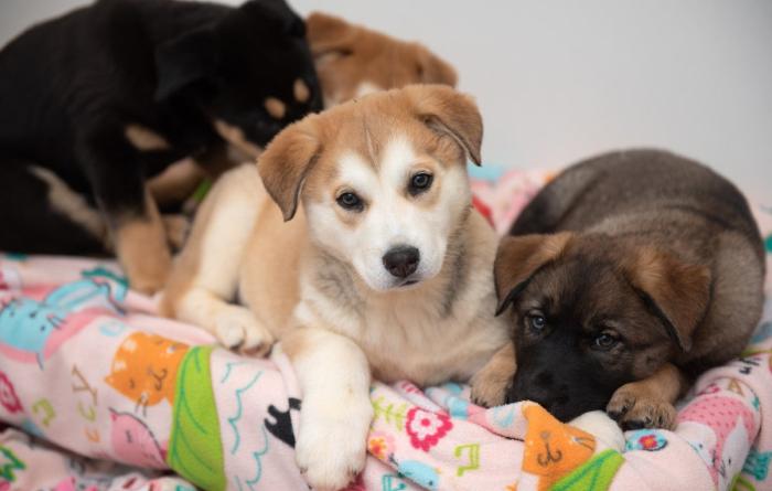 Puppies lying on a multicolored blanket
