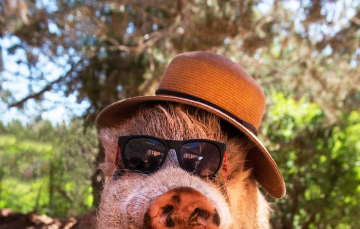 Pig wearing a hat and sunglasses