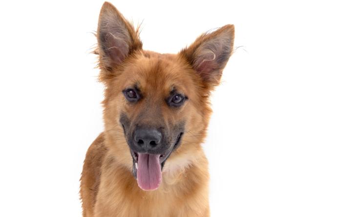 Kimchi the dog with upright ears and tongue hanging out