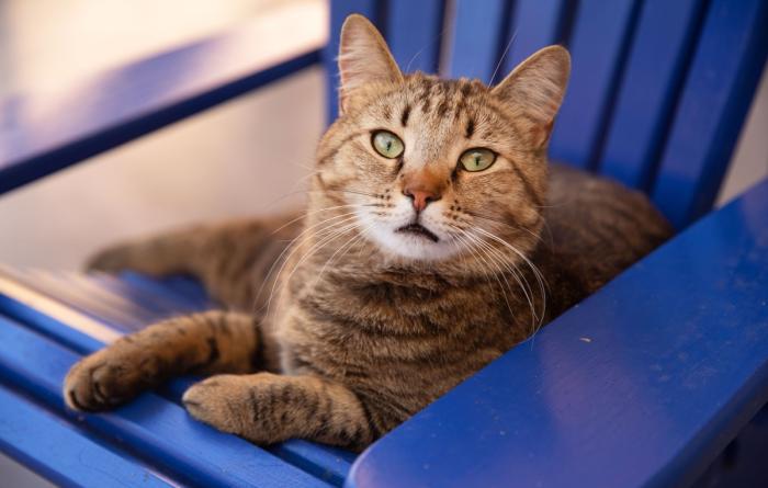 Brown tabby cat lying in a blue chair