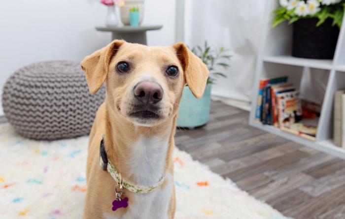 Brown and white dog in a home environment