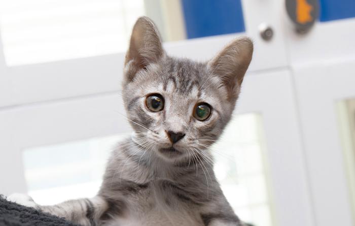 Gray tabby kitten in a room