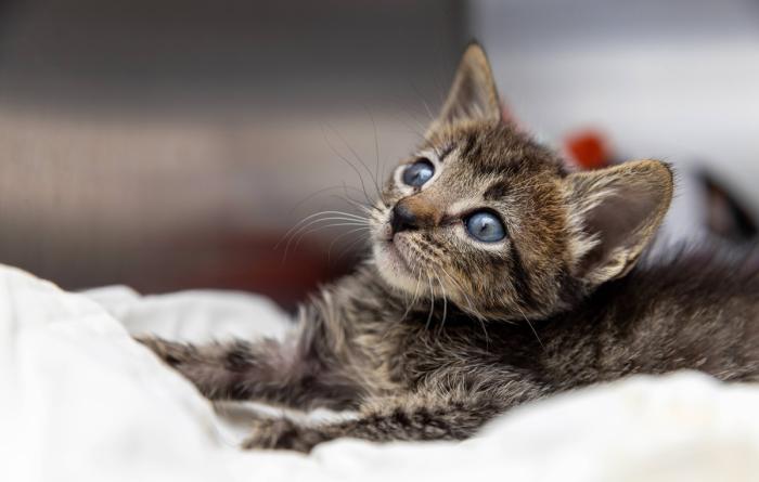 Small tabby kitten in a kennel on a white blanket