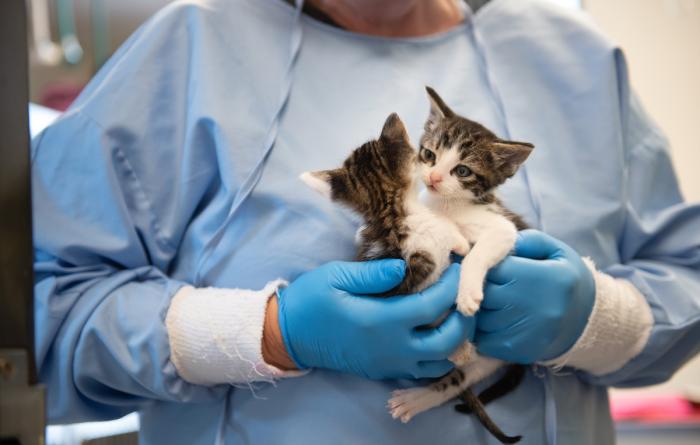 Person wearing protective gown and gloves holding two kittens