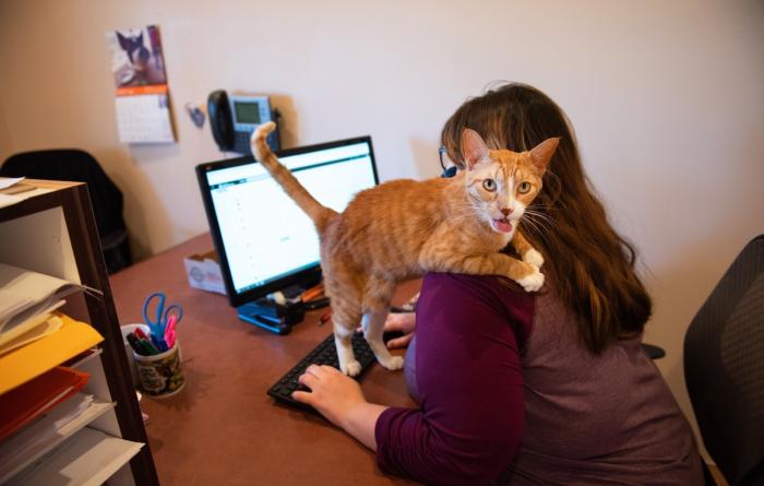 Person working on a computer with a cat on her shoulder