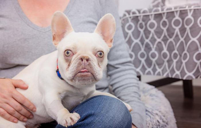 Kristopher the French bulldog on a person's lap