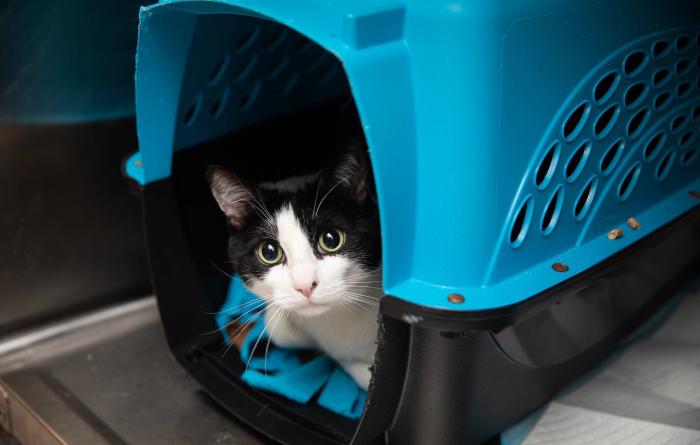 Black and white cat with yellow eyes peeking out from a blue and black carrier
