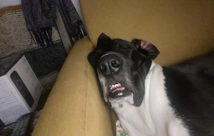 Roman the dog asleep on a couch