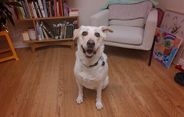 Smiling yellow Labrador retriever inside a home