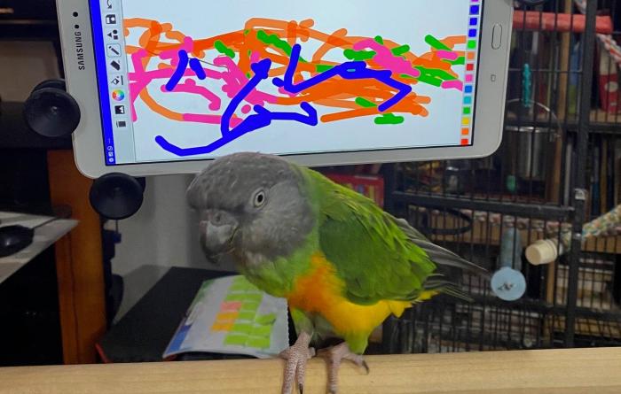 Little Lou the parrot in front of a tablet showing a painting she'd done