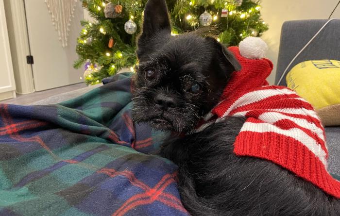 La Bamba the dog wearing a red and white striped sweater in front of a Christmas tree