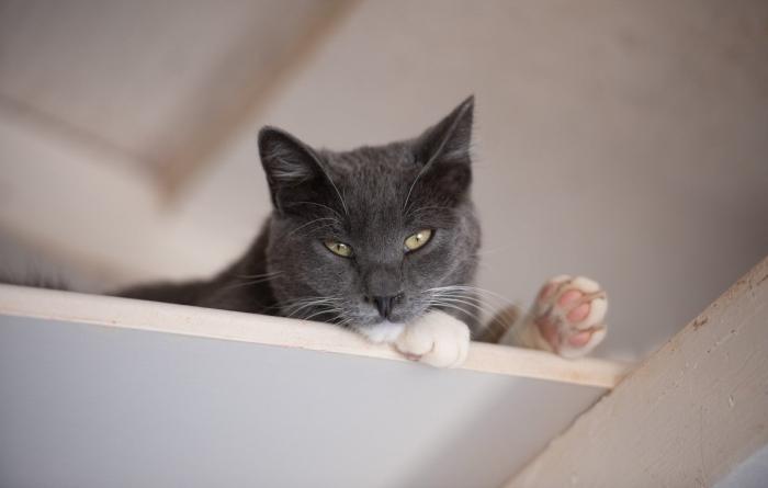 Gray and white cat lying on a white shelf
