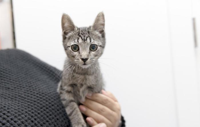 Person holding a tabby kitten