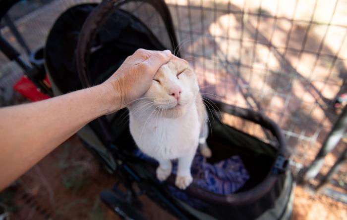 Person's hand petting the head of Leo Decatmeow the cat, who is standing in his stroller