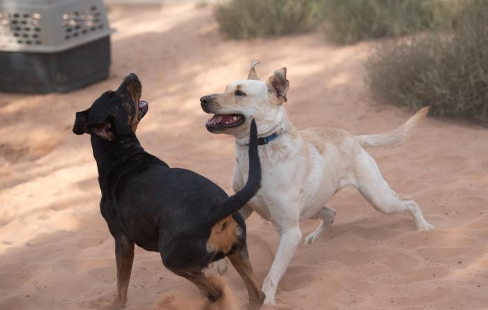 Baja Blast playing with Licorice, another dog, outside in the sand