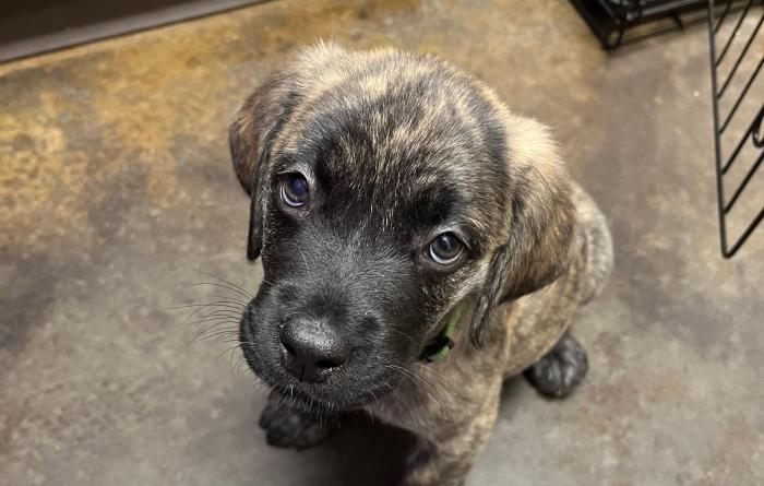 Small brindle puppy sitting on a concrete floor