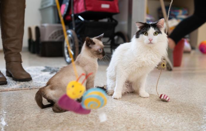 Precious the cat on the floor with Llama the kitten, with some people behind them playing with wand toys with the cats