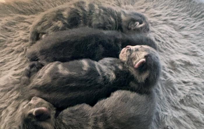 Four neonatal kittens lying on a gray fuzzy blanket