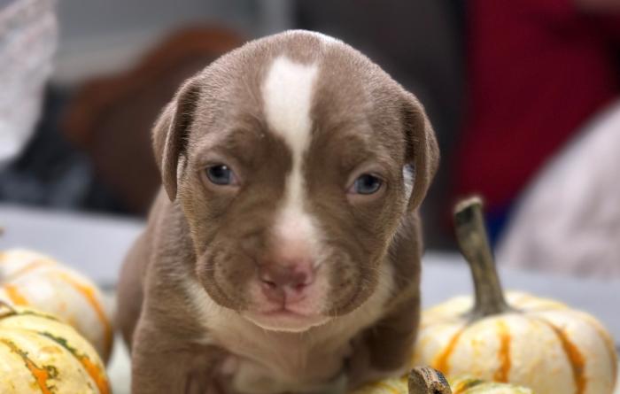 Brown and white puppy by some gourds