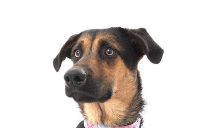 Shepherd mix dog wearing a pink collar