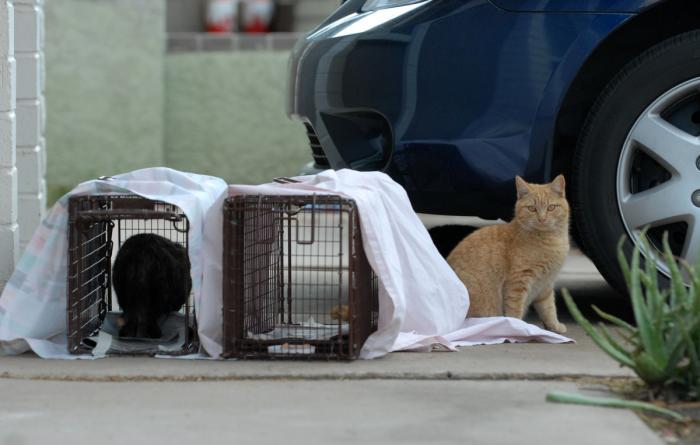 Two humane traps with two cats outside by a car