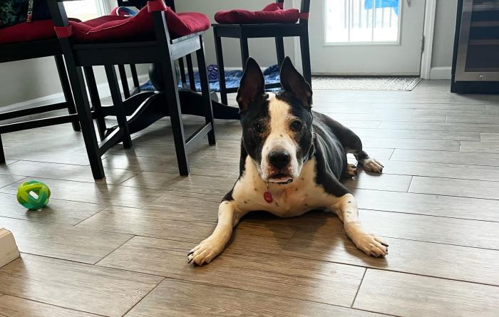 Lucky Charm the dog lying on the floor in front of some furniture