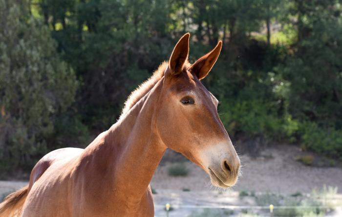 Lucky the mule standing outside