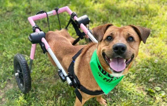 Ward the dog wearing a green bandanna outside on the grass in his wheelchair