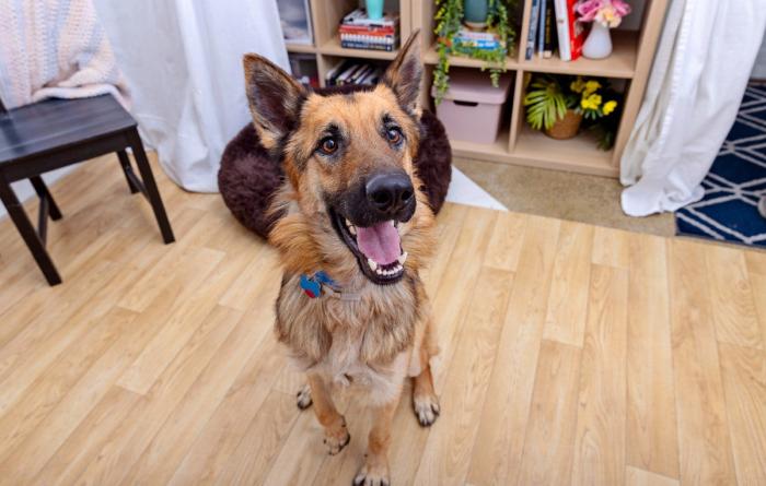 Smiling shepherd-type dog in a home setting