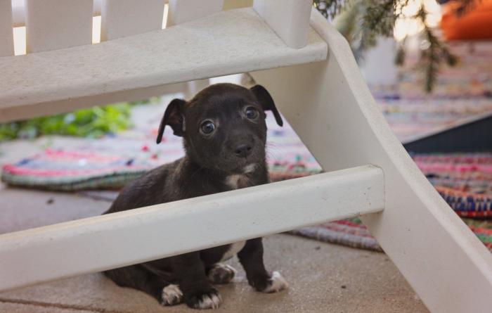 Puppy under some white stairs