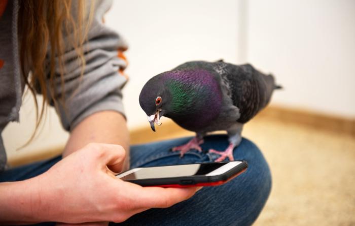 Pigeon perched on a person's mobile phone that the person is holding